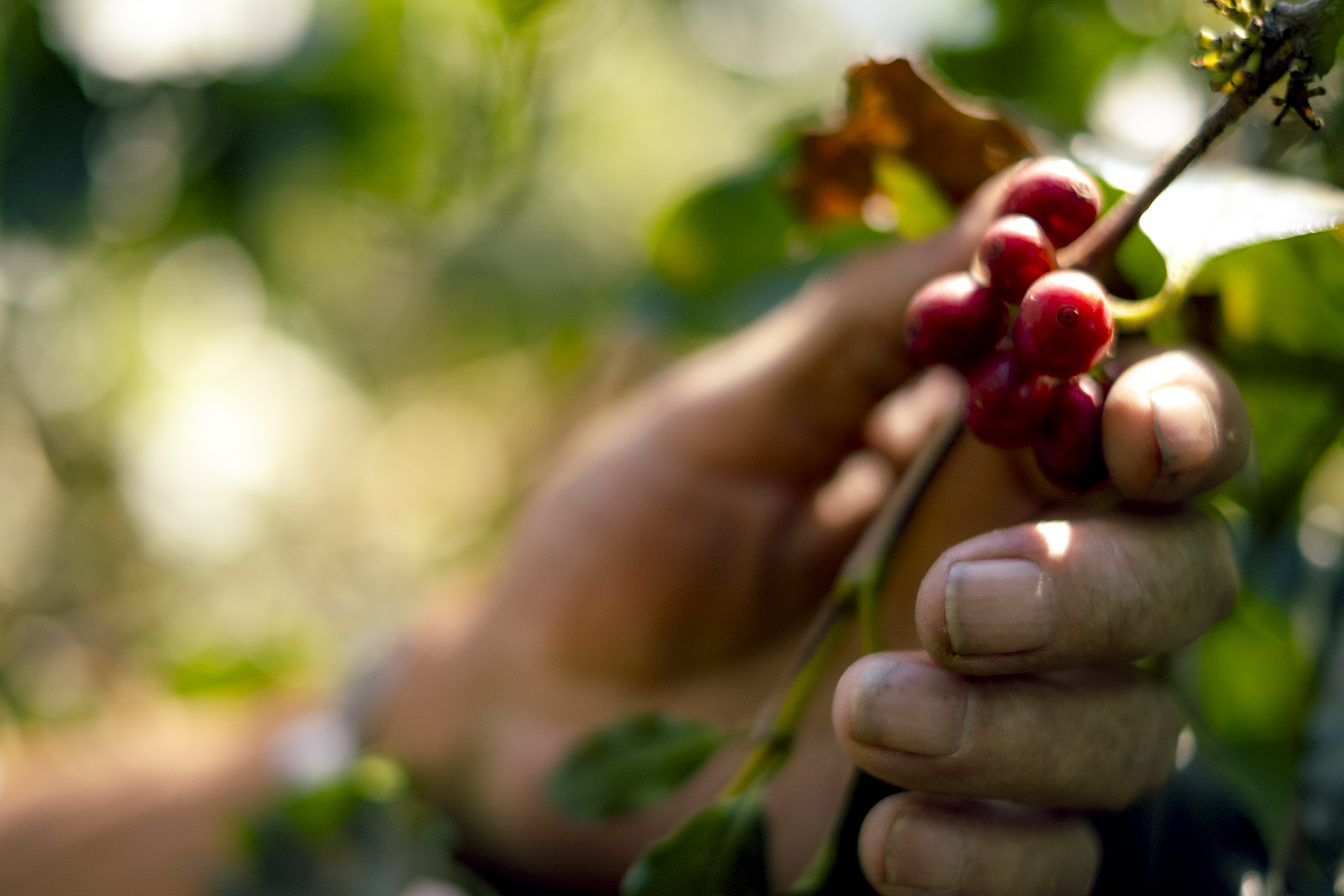 Granos de café recién cosechados